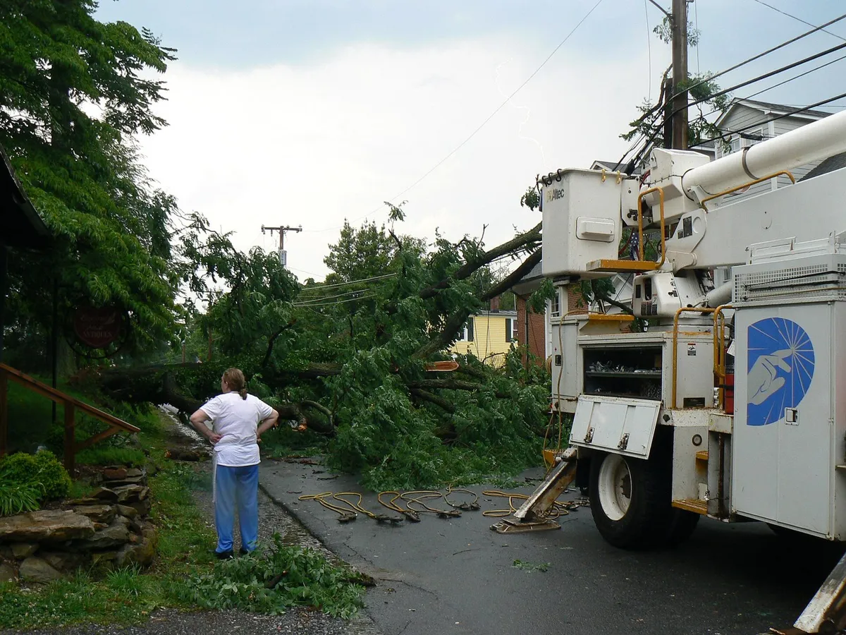 fallen trees power lines