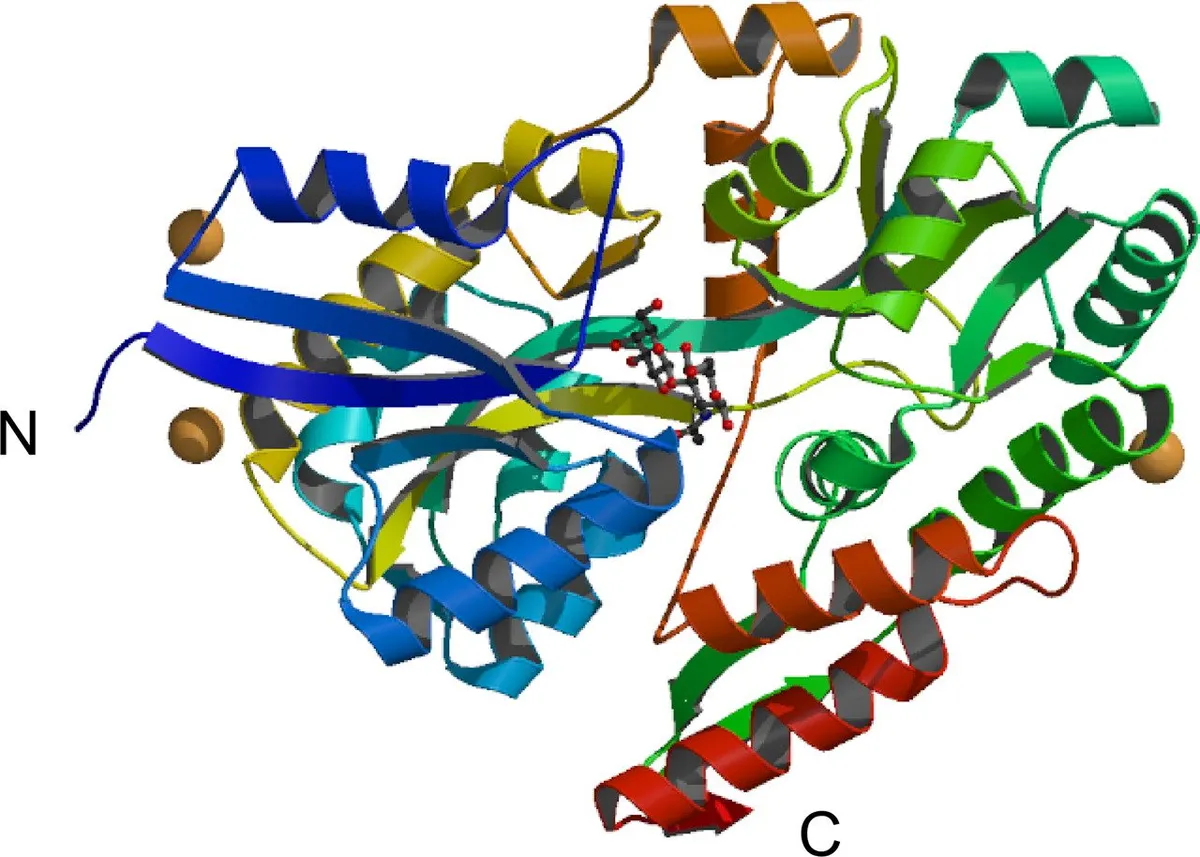 protein molecule model