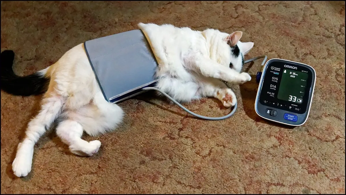 blood pressure cuff home