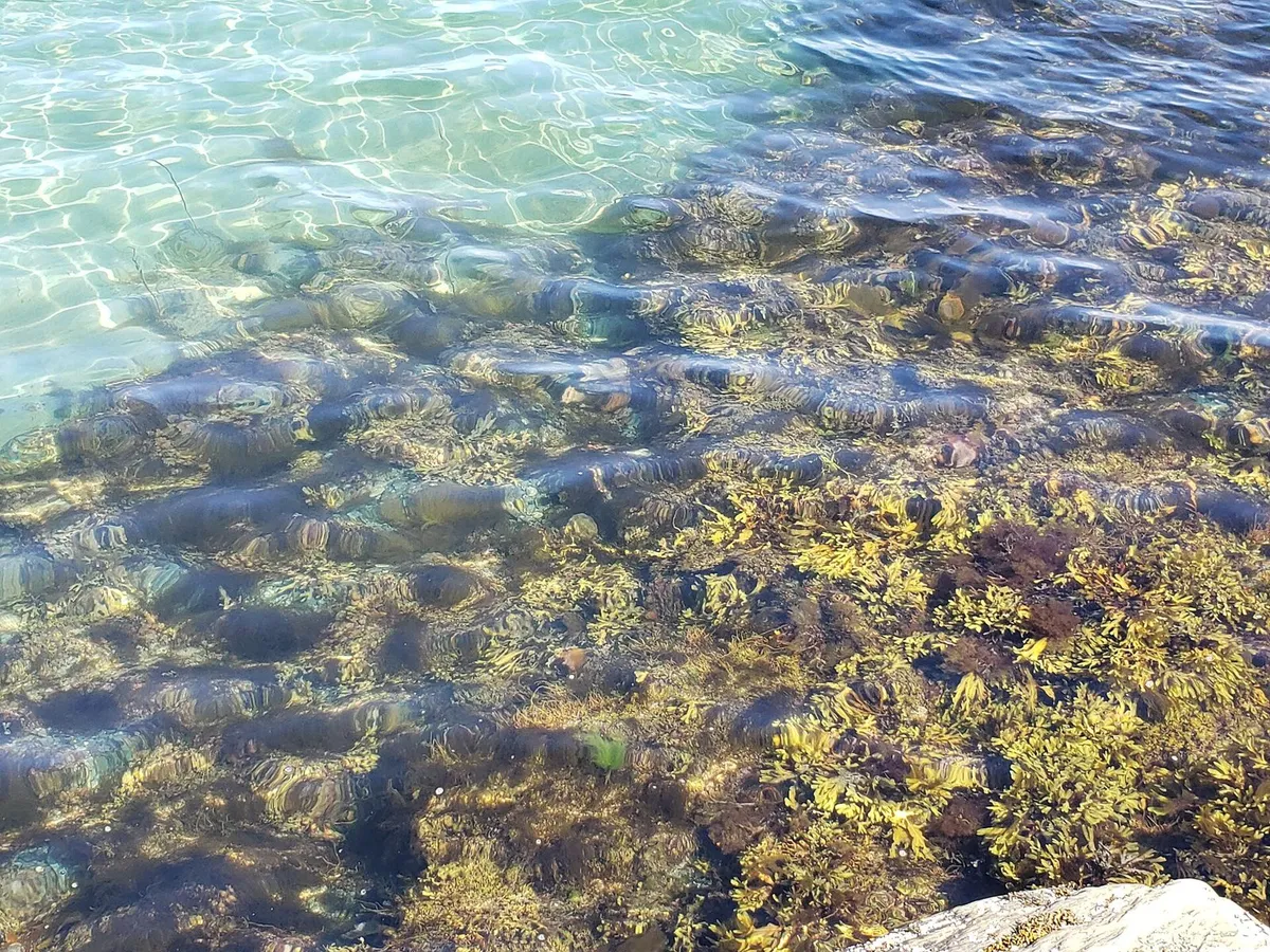 seaweed coastline