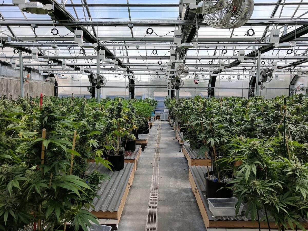cannabis plants greenhouse