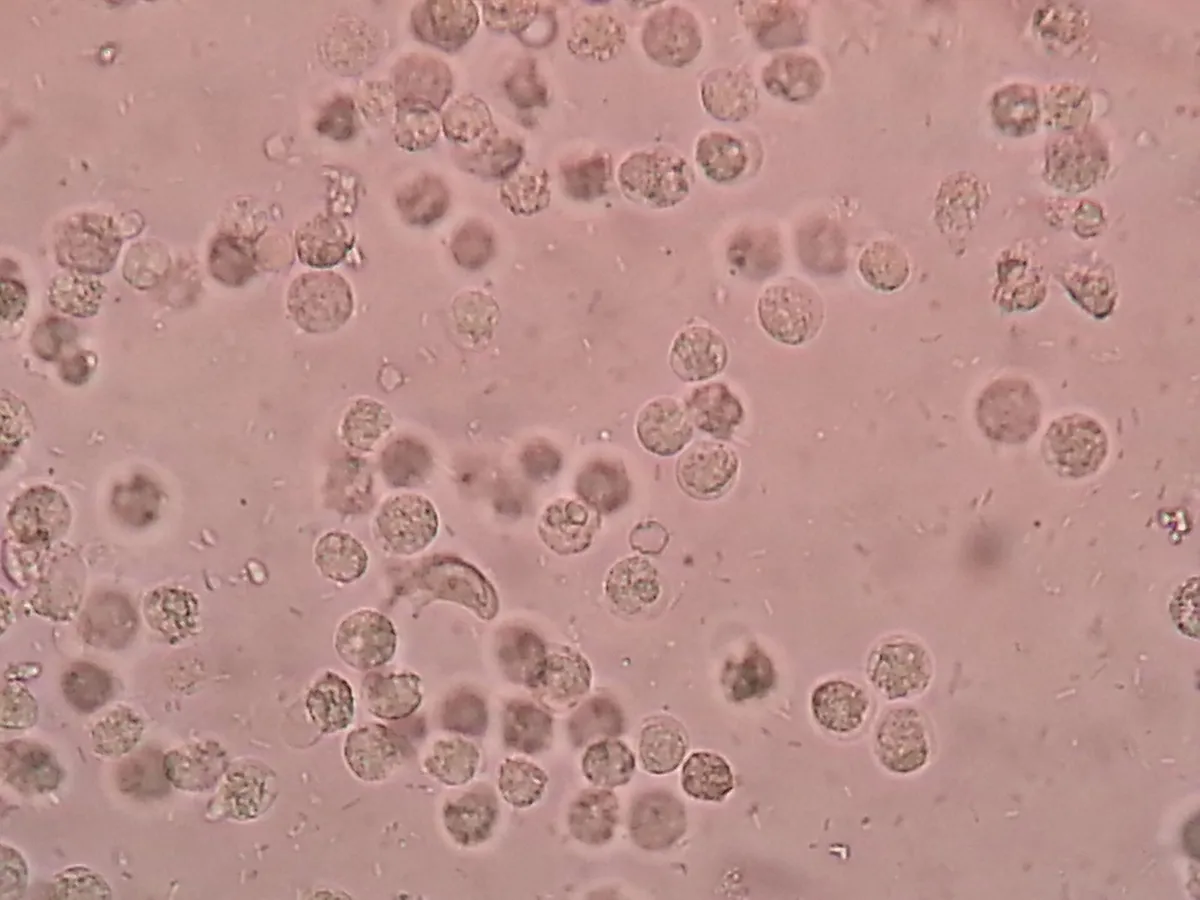 microscope immune cells