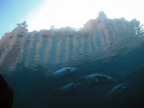 Flying Fish Ventures into New Opportunities with $25 Million AI-Focused Fundraiser