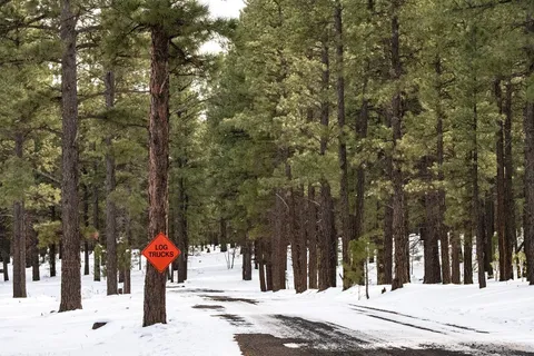 Mast Reforestation Secures $25 Million to Revolutionize Carbon Capture and Forest Restoration with Innovative ‘Wood Vaulting’ Technique