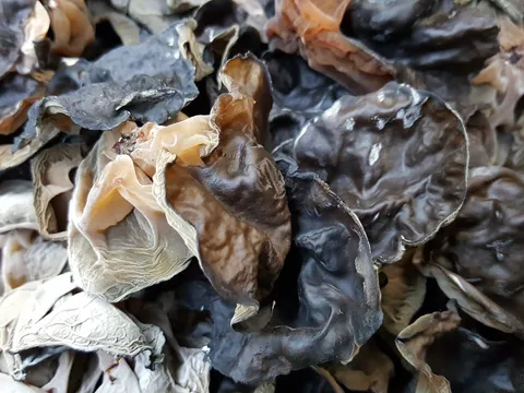 Revolutionizing Agriculture: 4AG Robotics Secures $29 Million to Transform Mushroom Harvesting with Cutting-Edge Automation