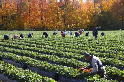 Revolutionizing Strawberry Harvesting: The Future of Agriculture with Air-Assisted Robotic Technology