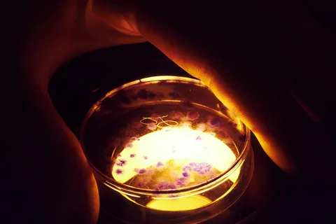 Curi Bio Secures $10 Million to Revolutionize Drug Development with Cutting-Edge Human Tissue Models
